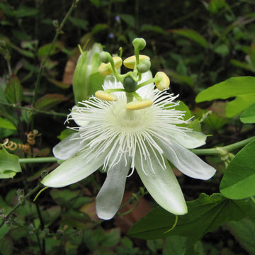White Passiflora Biflora Flower Seeds for Planting  Seed for Elegant White Blooms in Gardens