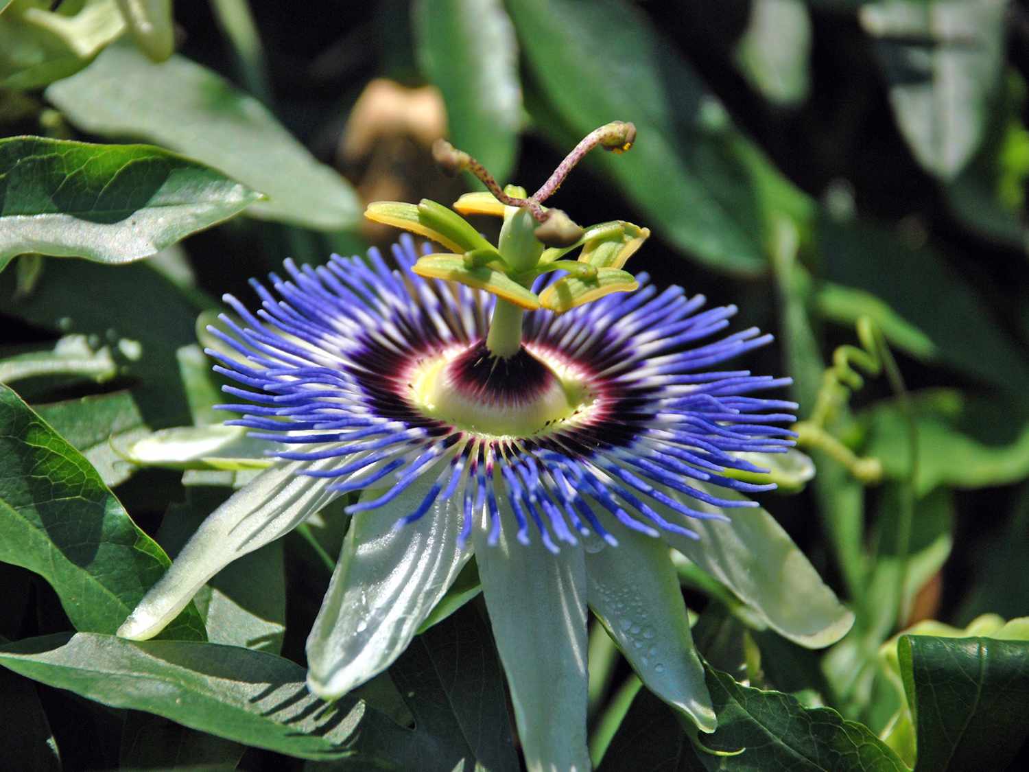 Stunning Blue Flower Seeds For Planting