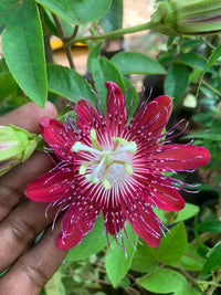 Passion Flower seeds for Planting Hardy Variety Heirloom & GMO Free Seeds for Home Garden
