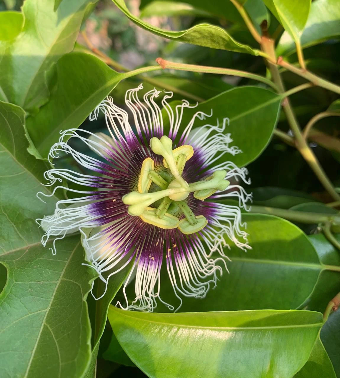 Sweet Grenadilla Passiflora Flower seeds for Planting Colorful Display Heirloom & GMO Free Seeds for Home Garden
