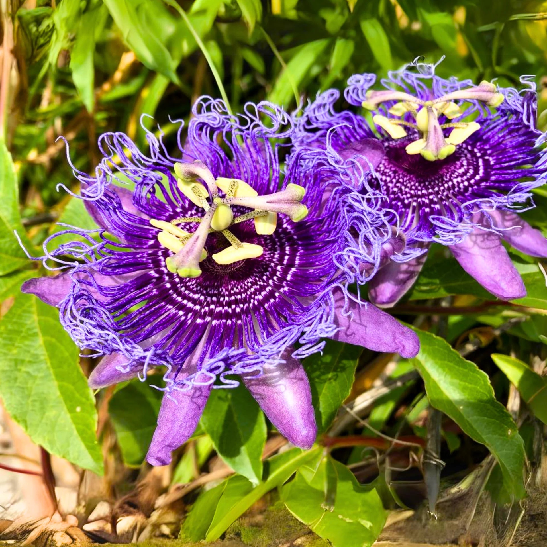 Heirloom Passion Flower seeds for Planting Easy to Grow Heirloom & GMO Free Seeds for Home Garden