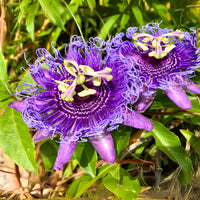 Heirloom Passion Flower seeds for Planting Easy to Grow Heirloom & GMO Free Seeds for Home Garden