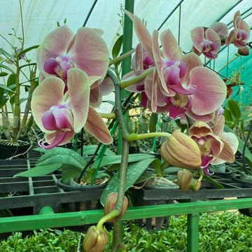 Green Pink Phalaenopsis Orchid Flower Seeds for Garden Vibrant Colors Heirloom & GMO Free Seeds for Home Garden
 
 Sale