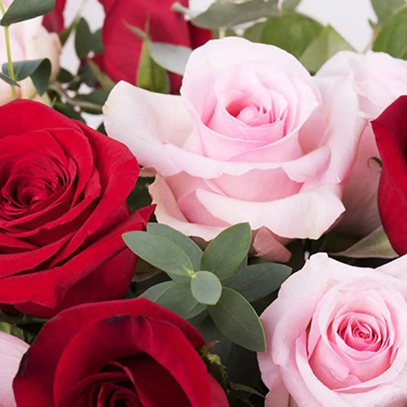 Red & Light Pink Rose Seeds for Planting, Heirloom Non-GMO Flowers for Home Garden