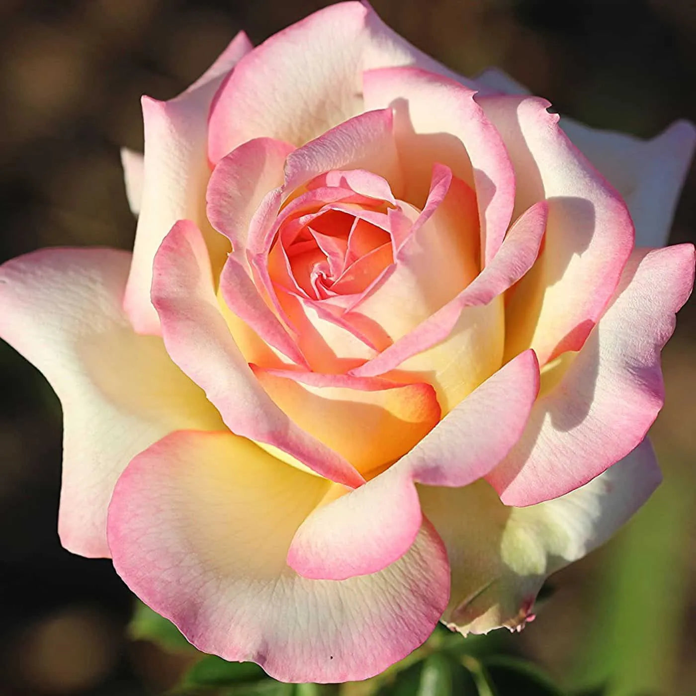 Pink and Yellow Rose Non-GMO Heirloom Garden Seeds Flower seeds for Planting - Pollinator Friendly, Heirloom & GMO Free Seeds for Home Garden