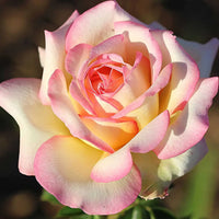 Pink and Yellow Rose Non-GMO Heirloom Garden Seeds Flower seeds for Planting - Pollinator Friendly, Heirloom & GMO Free Seeds for Home Garden