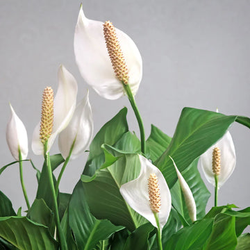 Peace Lily Flower seeds for Planting - Drought Tolerant, Heirloom & GMO Free Seeds for Home Garden