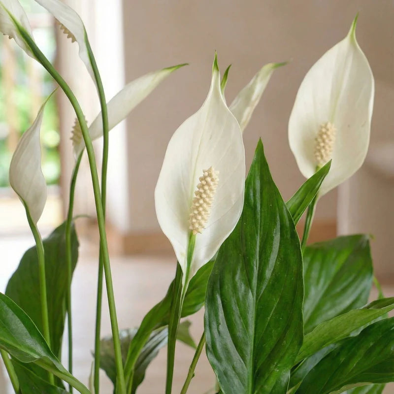 Peace Lily Flower seeds for Planting - Drought Tolerant, Heirloom & GMO Free Seeds for Home Garden