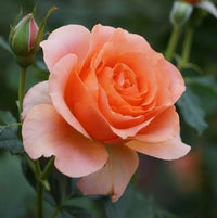 Peach Rose Flower seeds for Planting Sun Loving Heirloom & GMO Free Seeds for Home Garden
 
 Sale