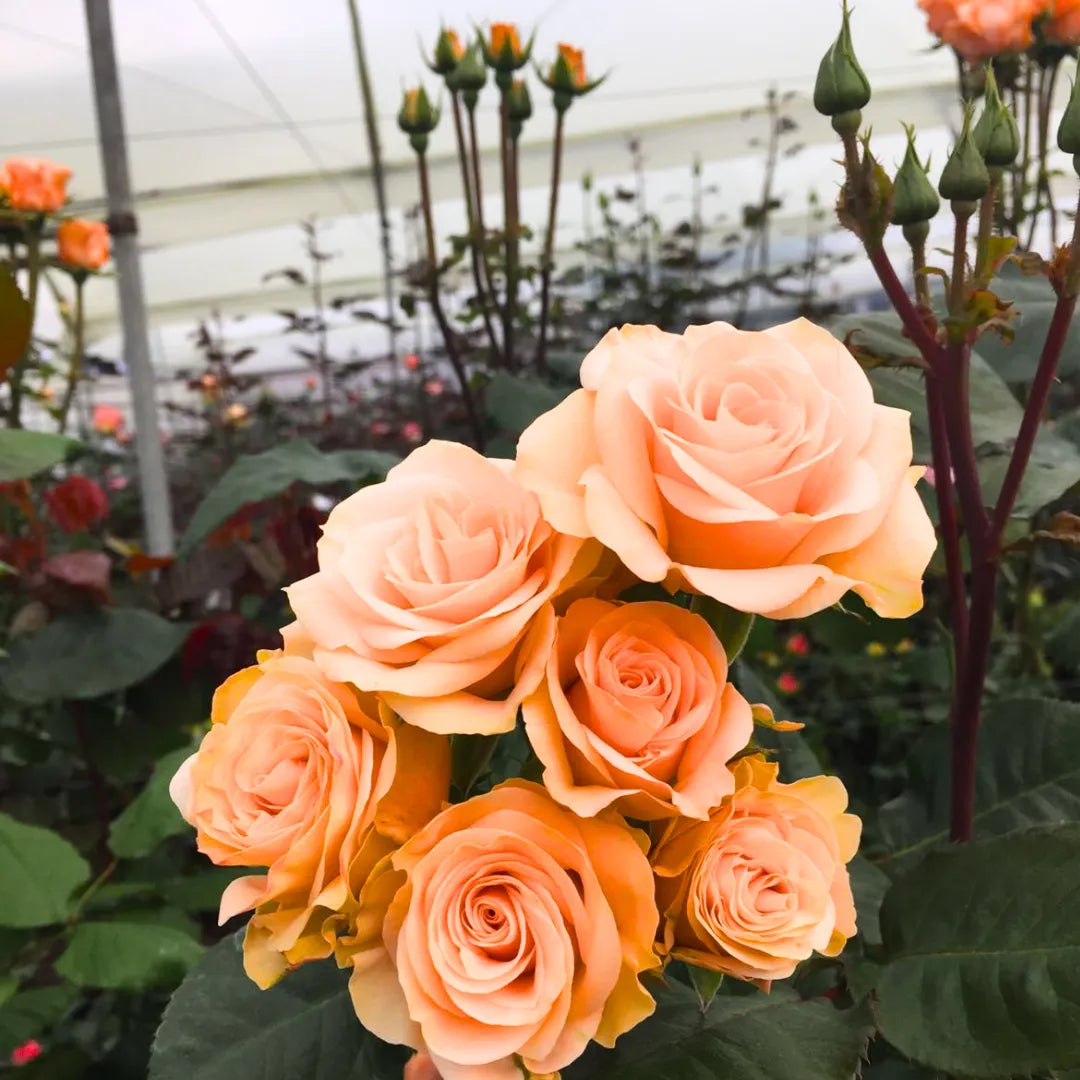Peach Rose Flower seeds for Planting Sun Loving Heirloom & GMO Free Seeds for Home Garden
 
 Sale