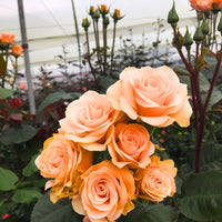Peach Rose Flower seeds for Planting Sun Loving Heirloom & GMO Free Seeds for Home Garden
 
 Sale