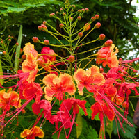 Caesalpinia Gilliesii Flower seeds for Planting Bright Blooms Heirloom & GMO Free Seeds for Home Garden