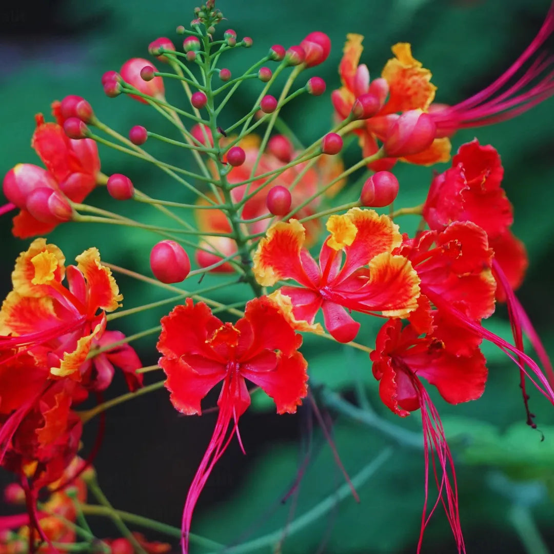 Caesalpinia Flower seeds for Planting Colorful Display Heirloom & GMO Free Seeds for Home Garden