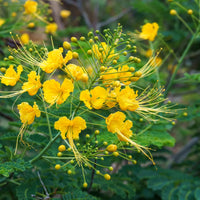Caesalpinia Flower seeds for Planting - Vibrant Colors, Heirloom & GMO Free Seeds for Home Garden