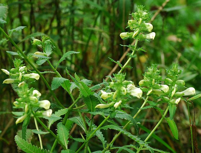 Lousewort Flower seeds for Planting - Perfect for Borders, Heirloom & GMO Free Seeds for Home Garden