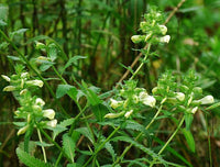 Lousewort Flower seeds for Planting - Perfect for Borders, Heirloom & GMO Free Seeds for Home Garden