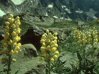 Yellow Pedicularis Lanceolata Flower seeds for Planting - Sun Loving, Heirloom & GMO Free Seeds for Home Garden