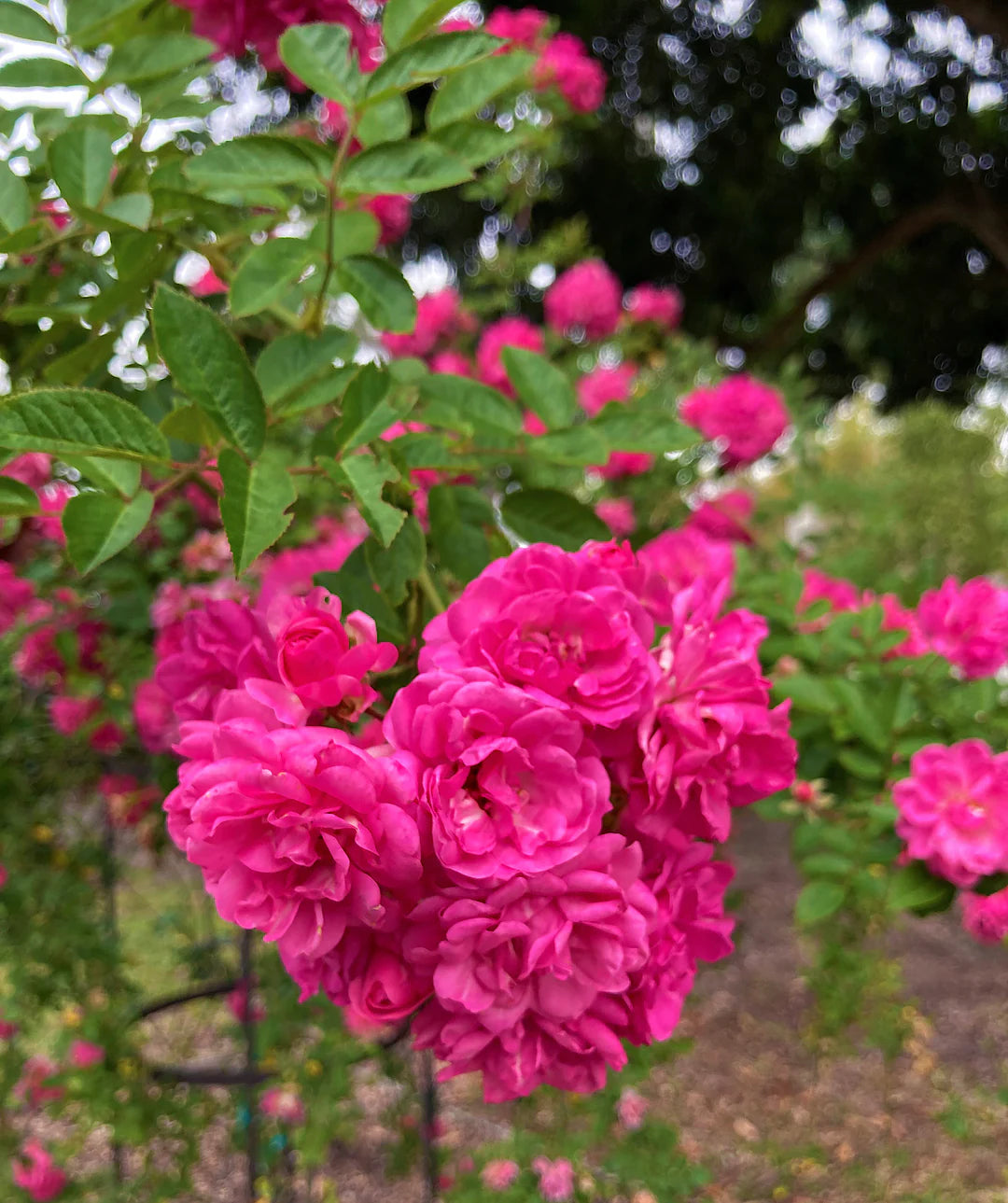 Mixed Climbing Rose Seeds for Beautiful Garden Planting