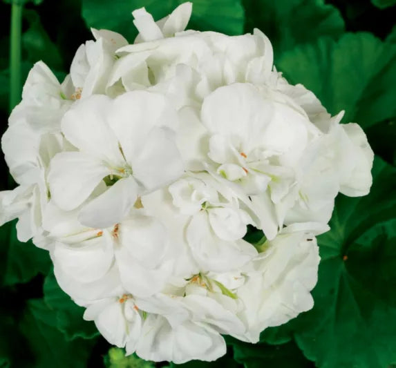 White Pelargonium Flower seeds for Planting Drought Tolerant Heirloom & GMO Free Seeds for Home Garden
 
 Sale