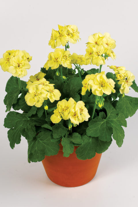 Yellow Geranium Pelargonium Flower Seeds for Planting Cottage Garden Essential Heirloom & GMO Free Seeds for Home Garden
 
 Sale