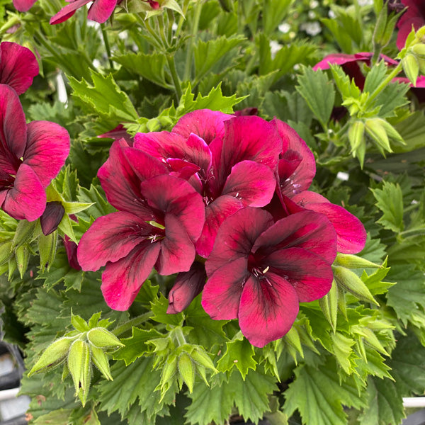 Chocolate Geranium Flower seeds for Planting Cottage Garden Essential Heirloom & GMO Free Seeds for Home Garden 
 
 Sale