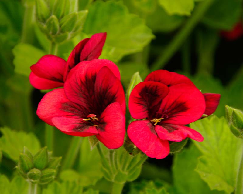Maroon Univalve Geranium Flower seeds for Planting - Drought Tolerant, Heirloom & GMO Free Seeds for Home Garden