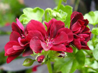 Rose Pelargonium Peltatum Seeds for Planting Wildflower Mix Heirloom & GMO Free Seeds for Home Garden
 
 Sale
