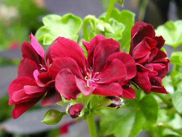 Rose Pelargonium Peltatum Seeds for Planting Wildflower Mix Heirloom & GMO Free Seeds for Home Garden
 
 Sale