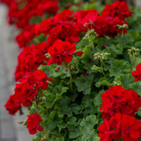 Pelargonium Peltatum Flower seeds for Planting Premium Quality Heirloom & GMO Free Seeds for Home Garden