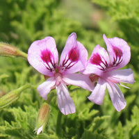 Citronella Flower seeds for Planting - Bright Blooms, Heirloom & GMO Free Seeds for Home Garden