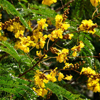 Peltophorum Flower seeds for Planting Low Maintenance Heirloom & GMO Free Seeds for Home Garden