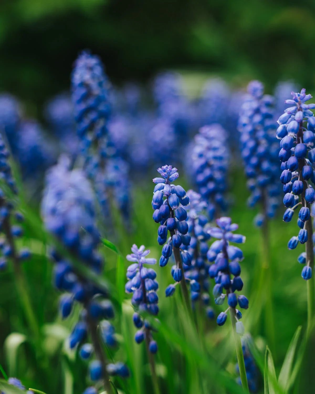 Blue Perennial Flower seeds for Planting Cut Flower Favorite Heirloom & GMO Free Seeds for Home Garden
