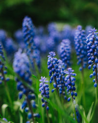 Blue Perennial Flower seeds for Planting Cut Flower Favorite Heirloom & GMO Free Seeds for Home Garden