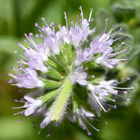 Purple Pulegium Flower seeds for Planting - Sun Loving, Heirloom & GMO Free Seeds for Home Garden