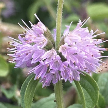 Pennyroyal Flower seeds for Planting Sun Loving Heirloom & GMO Free Seeds for Home Garden