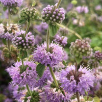 Purple Pennyroyal Flower seeds for Planting Premium Quality Heirloom & GMO Free Seeds for Home Garden 
 
 Sale