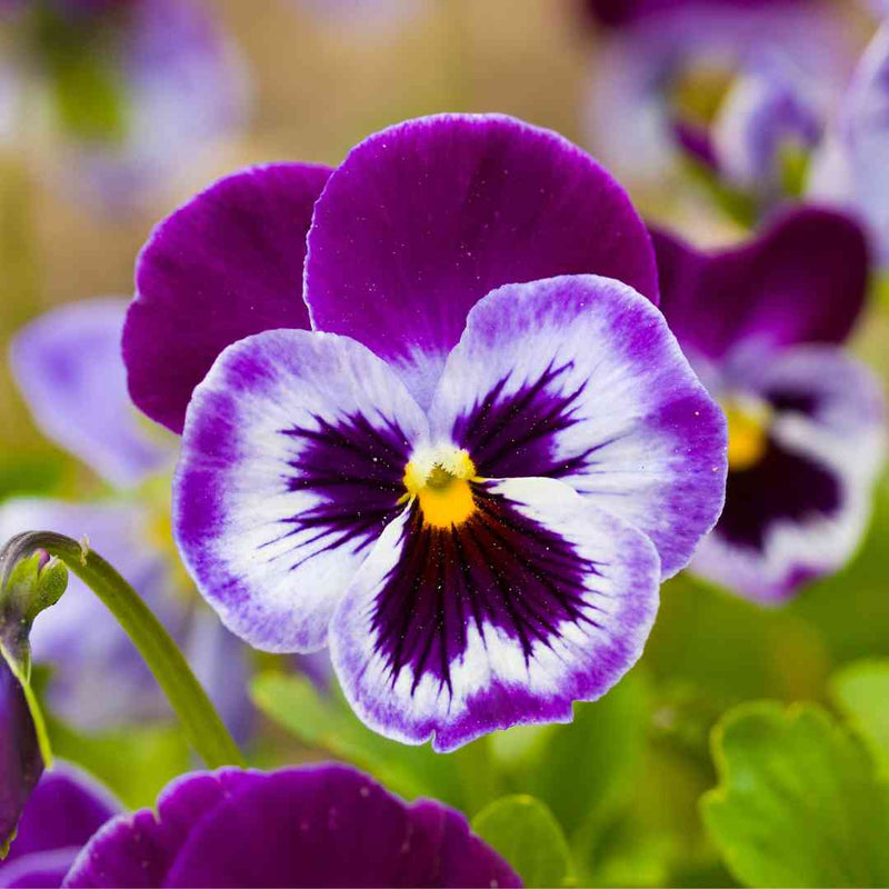 Pansy Rose Flower seeds for Planting - Sun Loving, Heirloom & GMO Free Seeds for Home Garden