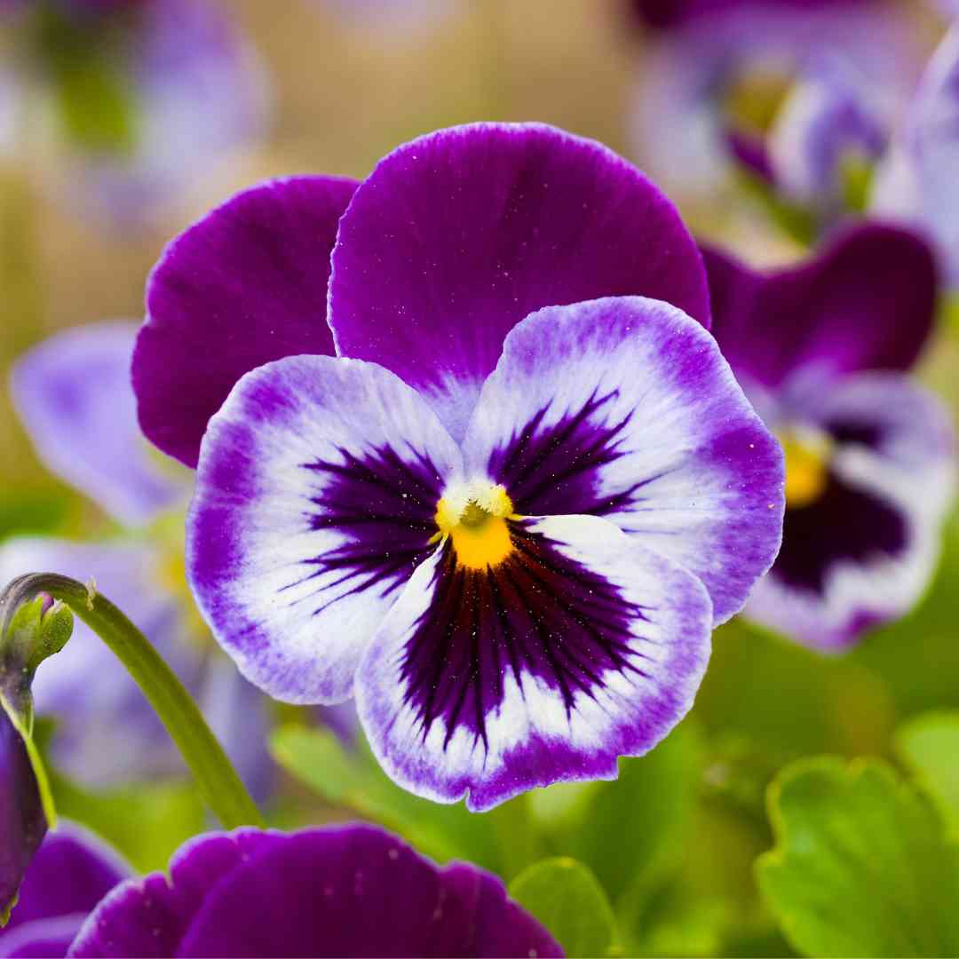 Wanchen Pansy Flower seeds for Planting Easy to Grow Heirloom & GMO Free Seeds for Home Garden