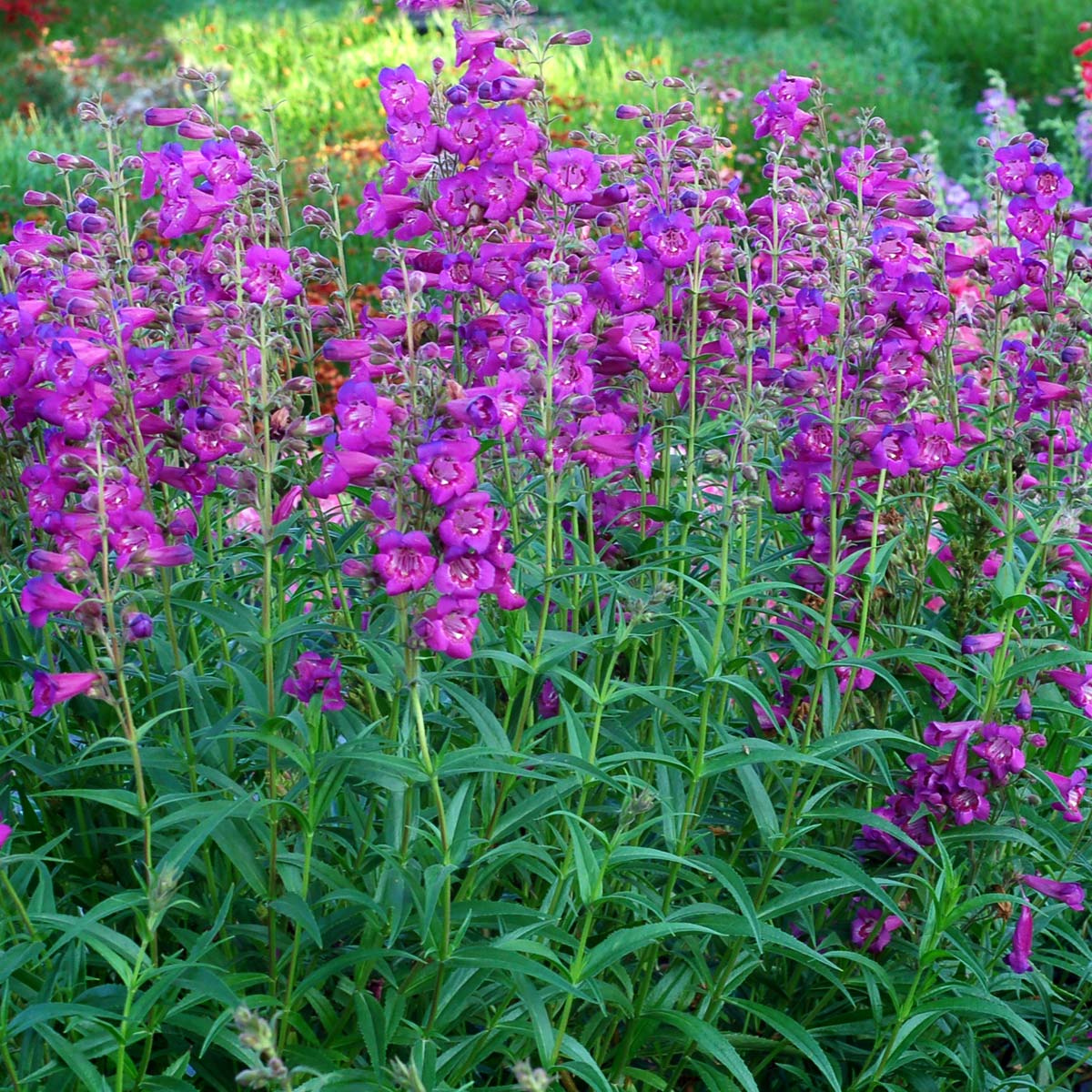 Violet Penstemon Flower seeds for Planting - Bright Blooms, Heirloom & GMO Free Seeds for Home Garden