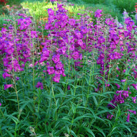 Violet Penstemon Flower seeds for Planting - Bright Blooms, Heirloom & GMO Free Seeds for Home Garden