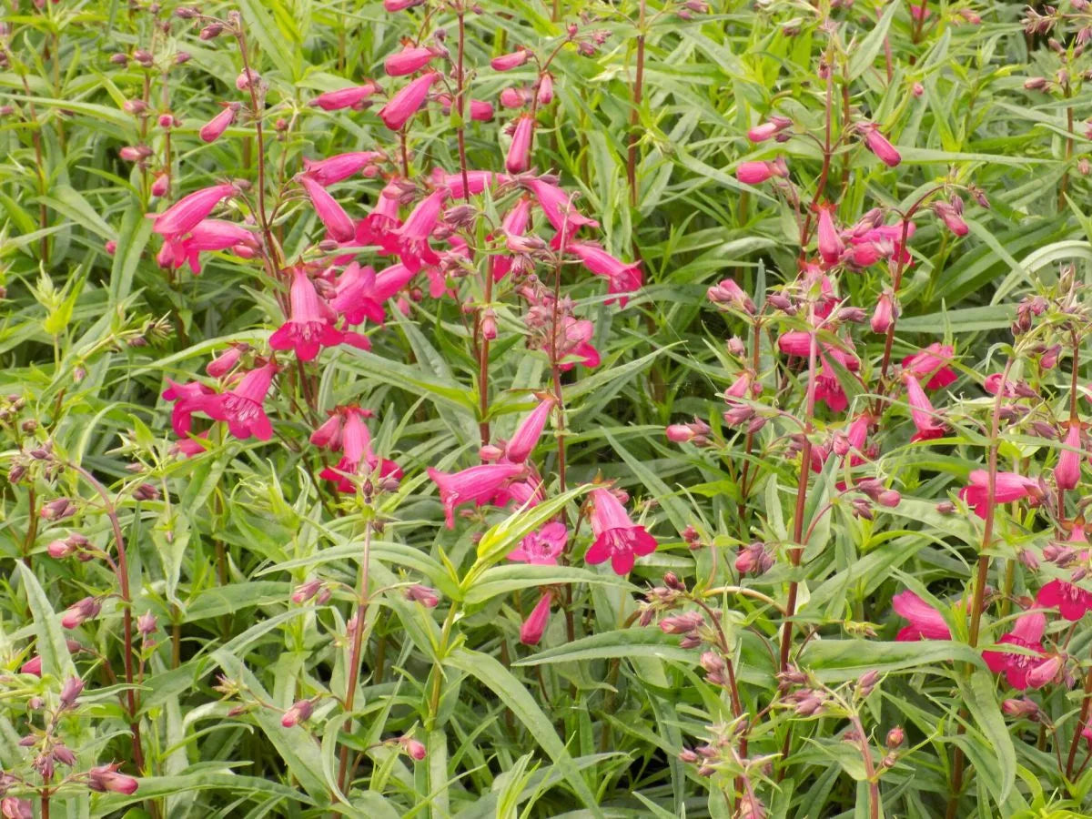 Garnet Stem Flower seeds for Planting Sun Loving Heirloom & GMO Free Seeds for Home Garden