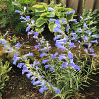 Blue Heterophyllus Flower seeds for Planting - Hardy Variety, Heirloom & GMO Free Seeds for Home Garden