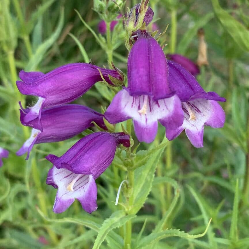 Purple Mexicali Sunburst Penstemon Seeds - Perfect for Planting