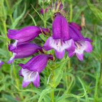 Purple Mexicali Sunburst Penstemon Seeds - Perfect for Planting