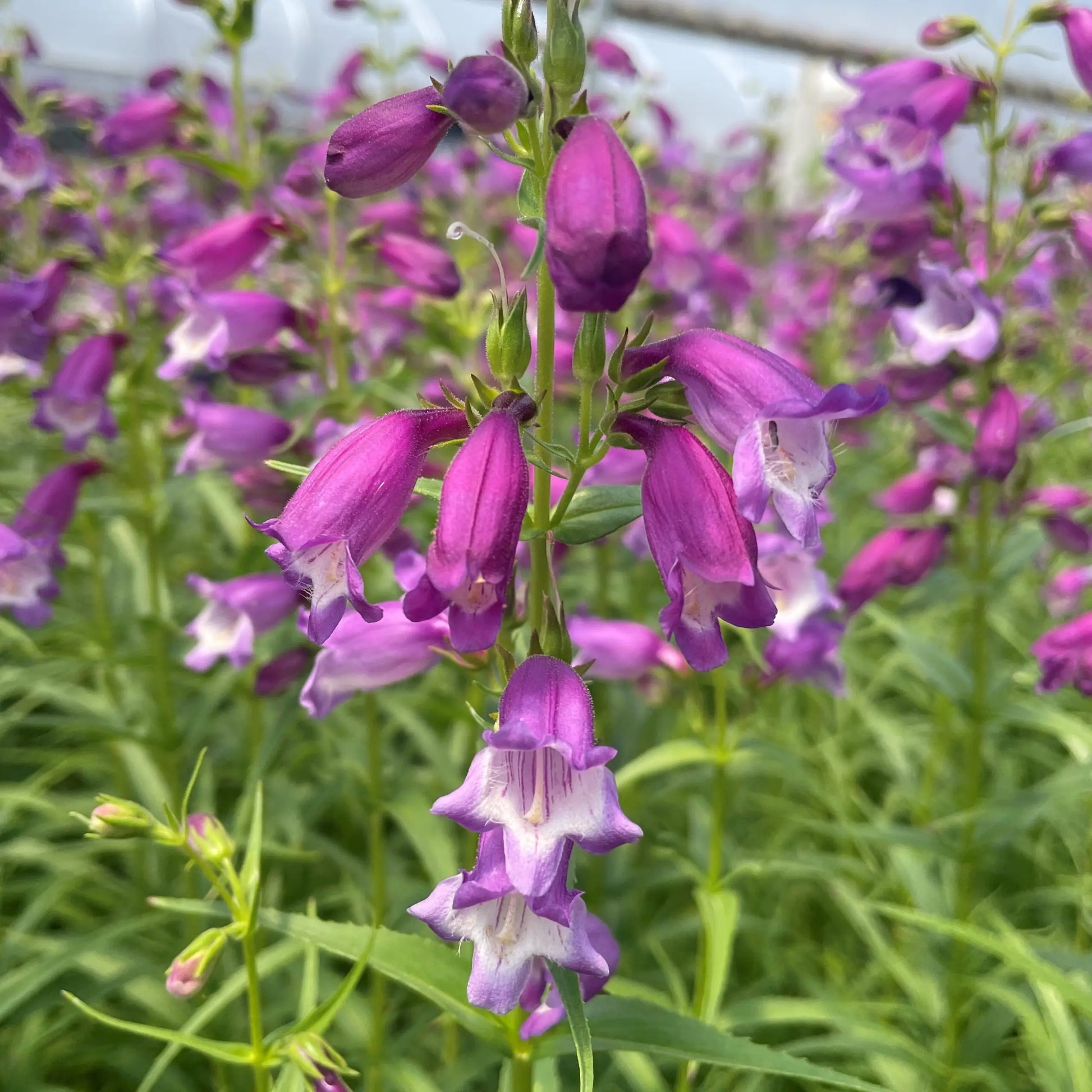 Purple Mexicali Sunburst Penstemon Flower seeds for Planting - Seasonal Bloomer, Heirloom & GMO Free Seeds for Home Garden