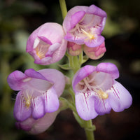 Penstemon Palmeri Flower seeds for Planting Pollinator Friendly Heirloom & GMO Free Seeds for Home Garden