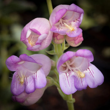Penstemon Palmeri Flower seeds for Planting Pollinator Friendly Heirloom & GMO Free Seeds for Home Garden