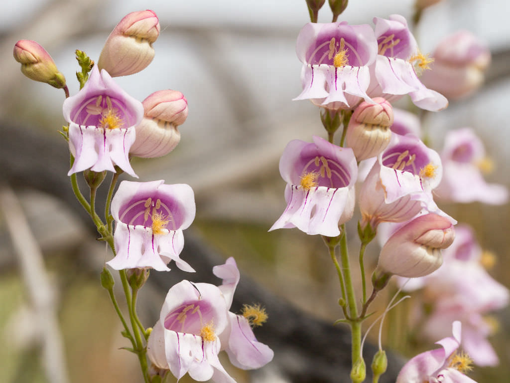 Penstemon Palmeri Flower seeds for Planting Pollinator Friendly Heirloom & GMO Free Seeds for Home Garden
