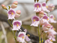 Penstemon Palmeri Flower seeds for Planting Pollinator Friendly Heirloom & GMO Free Seeds for Home Garden