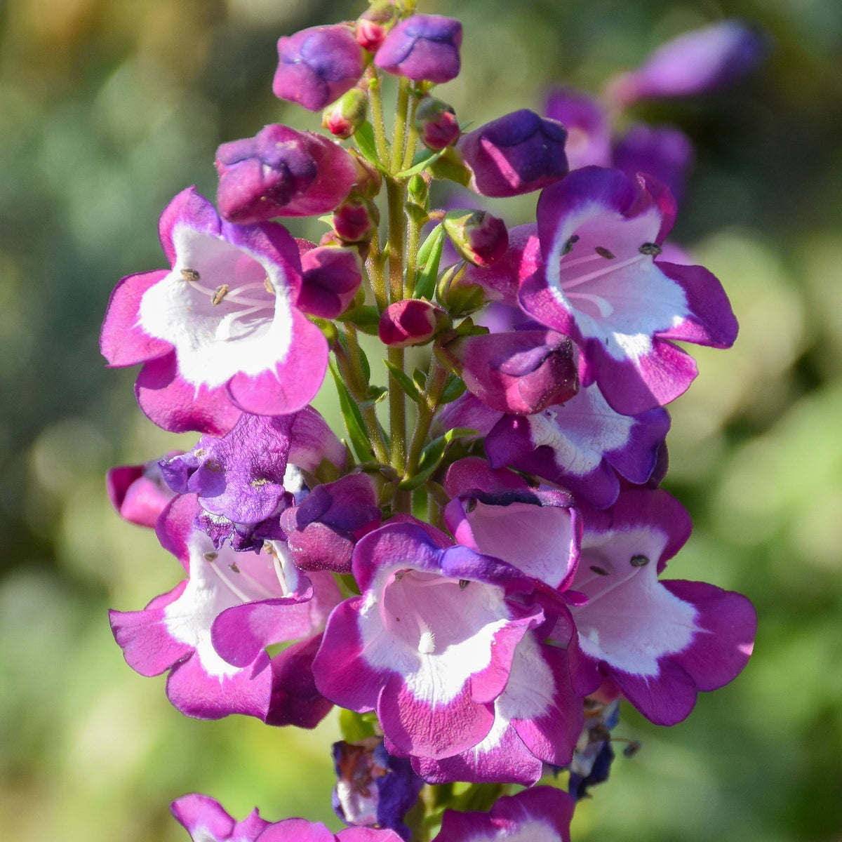 Violet Penstemon Flower seeds for Planting - Bright Blooms, Heirloom & GMO Free Seeds for Home Garden
 
 Sale for planting in home garden